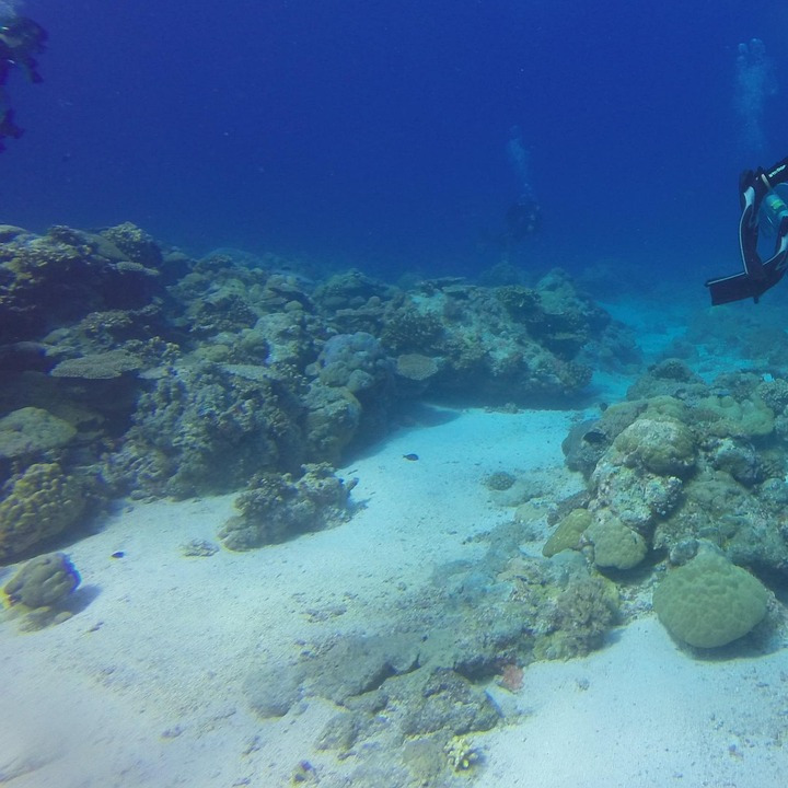 coral reef divers